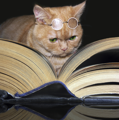 Billy the cat with book