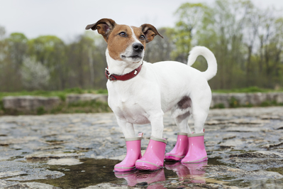 Dog in pink boots